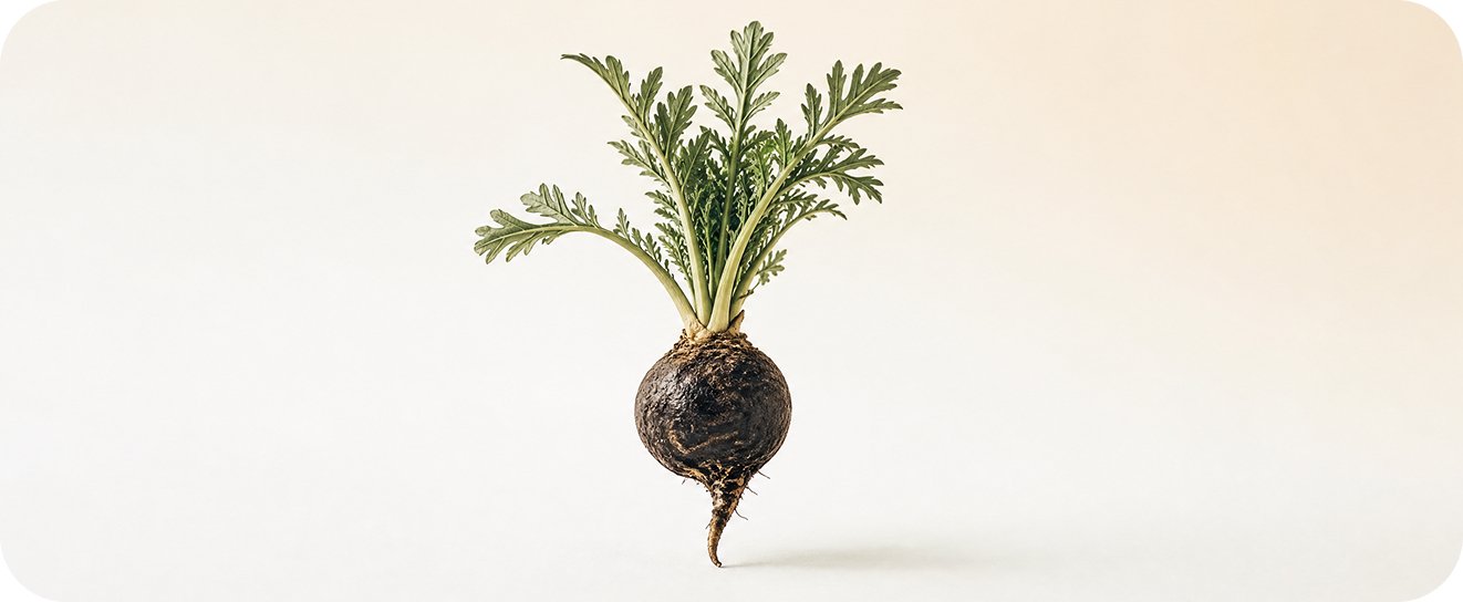 Myrootines Maca Noir